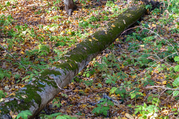 the trunk of a fallen tree in the forest overgrown with green moss and strewn with autumn leaves