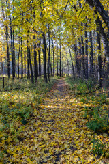 a path in the autumn forest strewn with maple leaves