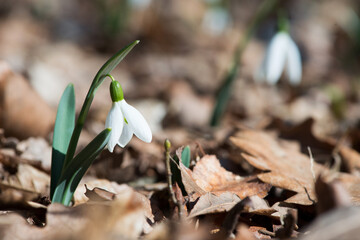 Close up of snowdrop flowers blooming in sunny spring day in the forest - selective focus, copy space