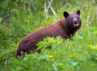 Black bear, cinnamon-colored in Juneau Alaska