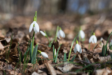 Close up of snowdrop flowers blooming in sunny spring day in the forest - selective focus, copy space