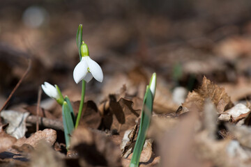Close up of snowdrop flowers blooming in sunny spring day in the forest - selective focus, copy space