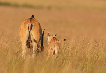 Eland cow and calf, Kruger National Park