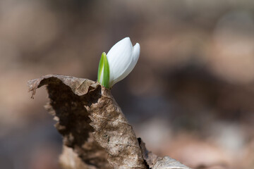 Close up of snowdrop flowers blooming in sunny spring day in the forest - selective focus, copy space