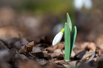 Close up of snowdrop flowers blooming in sunny spring day in the forest - selective focus, copy space