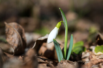 Close up of snowdrop flowers blooming in sunny spring day in the forest - selective focus, copy space