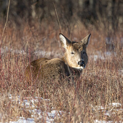 deer lying in the grass