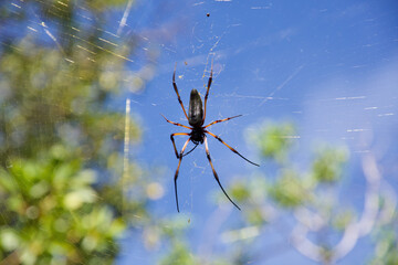 Spinne - Spider - Seychellen