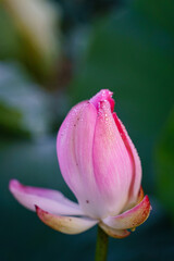  lotus in delta river