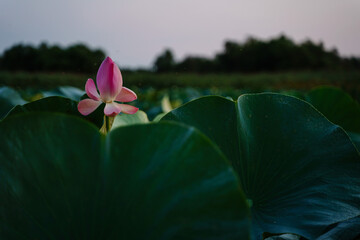  lotus in delta river