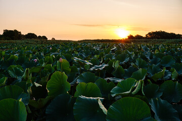 plant of lotus in delta river