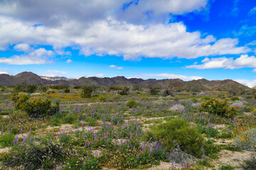 Fototapeta na wymiar Flowering lupines and California poppies in the desert of Joshua Tree National Park, California, USA, after a rainy day. 