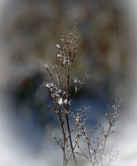 Dry grass under the white snow