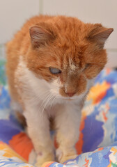 ginger cat with an eyesore at an animal shelter