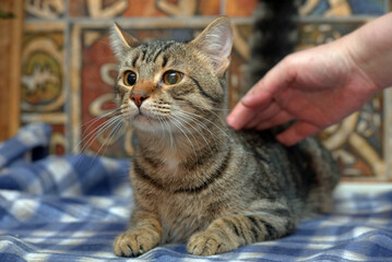 cute frightened tabby kitten on a blue