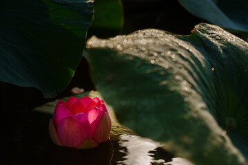 lotus in delta river