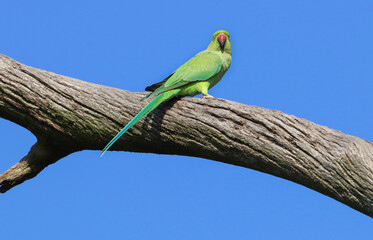 Rose-ringed Parakeet, South Africa