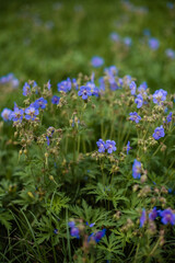 Blue flowers on nature green grass
