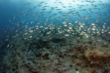 Reef life of island