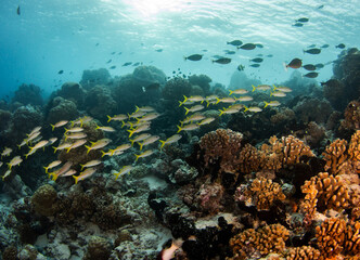 Naklejka na ściany i meble Reef life of island
