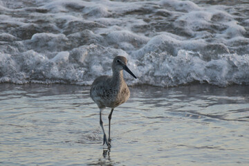 Der Schlammtreter (Tringa semipalmata) Willet 