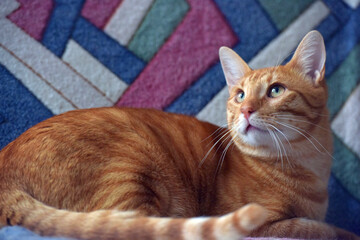 beautiful red striped shorthair cat