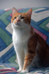 Naklejka na ściany i meble beautiful red and white shorthair cat