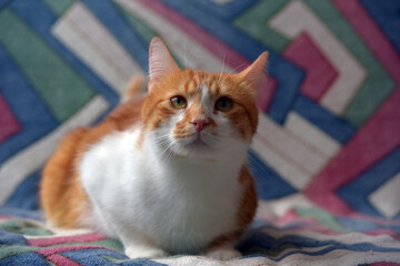 beautiful red and white shorthair cat