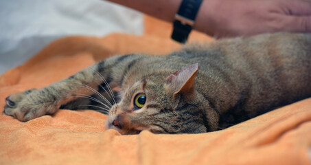 Fototapeta na wymiar young affectionate brown european shorthair cat