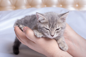 A small newborn kitten sleeps in the hands of a man in the bedroom. Cozy afternoon nap with pets. Pet owner and his pet. Gray fluffy kitten relaxes. Kitten in the hands of the owner.