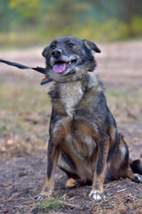 mongrel dog in the animal shelter waiting for the owners