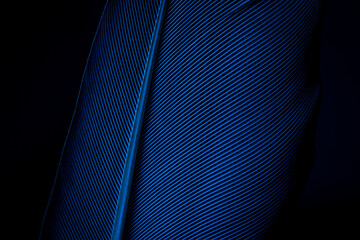 Blue macro feather,Macro shot a bird feather close-up in Black background ,Parrot feather macro texture