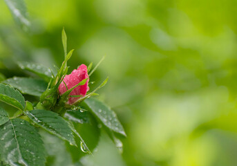 pink rose bud