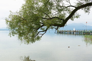 Low-hanging dendritic branch over a lake