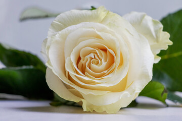 White delicate rose lying on the table, congratulations on the holiday