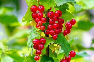 Ripe red currant berries in the garden on the bush