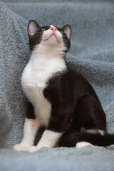 black and white cute young kitten