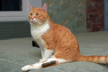 cat with a broken leg and a fixing structure on the paw