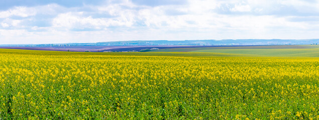 Rapeseed blossoms in a spring field on a clear sunny day