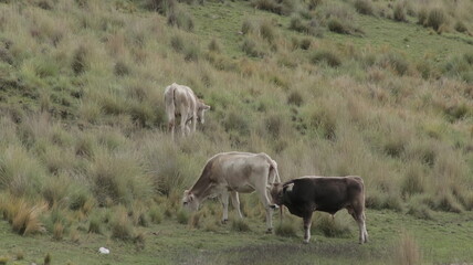 vacas comiendo