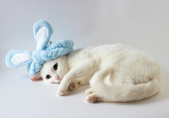 Easter white cat in bunny blue ears . Space for copying. Easter celebration. Happy Easter