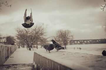 Three pigeons, two walking on snow and one bird in flight. Close up view of a curious doves on...