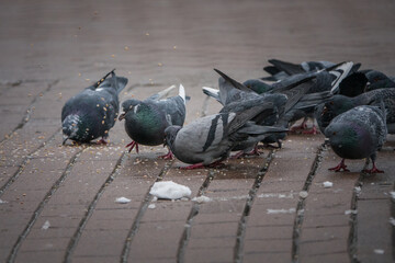 Closeup of a group of the peace birds or common doves, front view, blurry background, winter. Hungry Rock Dove Pigeons eating groats in the street, feeding pigeons or fight over for food on tiles.
