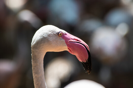 Flamingo no Parque das Aves em Foz do Iguaçu, Brasil. 