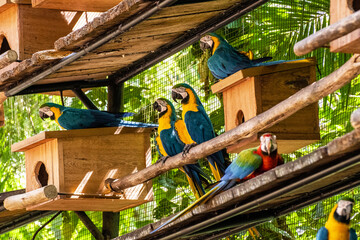 Araras em viveiro no Parque das Aves em Foz do Iguaçu, Brasil. 