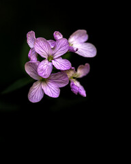pink orchid on black background