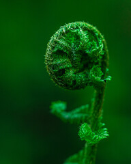 close up of a green fern leaf