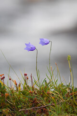Harebells standing in the wind