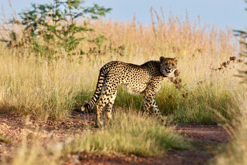 Collared Cheetah, South Africa
