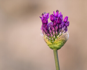 close up of a garlic flower